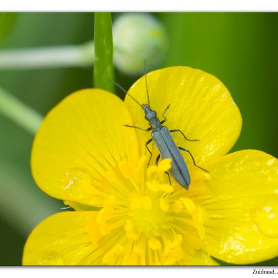 Eine unbekannte Art: Tier im Habitat Naturnahe Wiese in der NatureSpots App