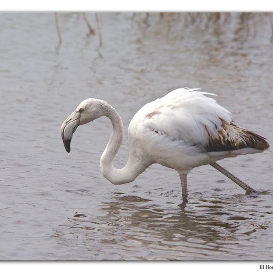 Greater Flamingo: Animal in habitat Freshwater habitat in the NatureSpots App