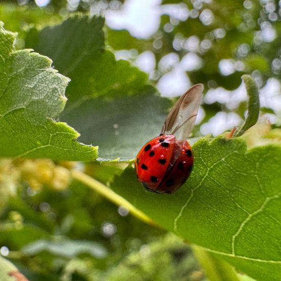 Harmonia axyridis: Animal in habitat City or Urban habitat in the NatureSpots App