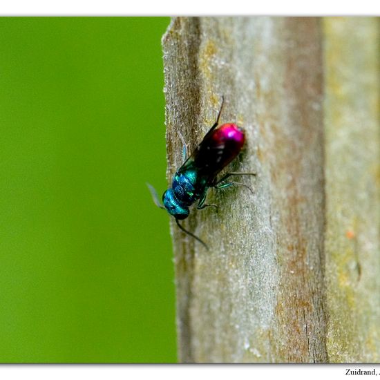 Eine unbekannte Art: Tier im Habitat Halb-natürliches Grasland in der NatureSpots App