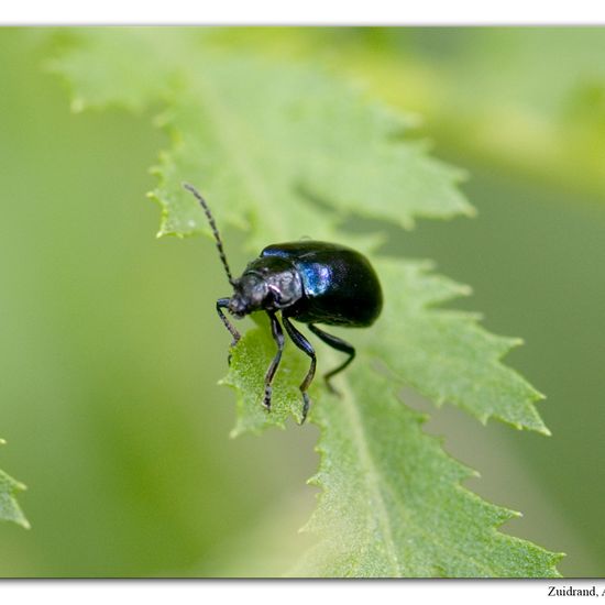 Blauer Erlenblattkäfer: Tier im Habitat Naturnahe Wiese in der NatureSpots App