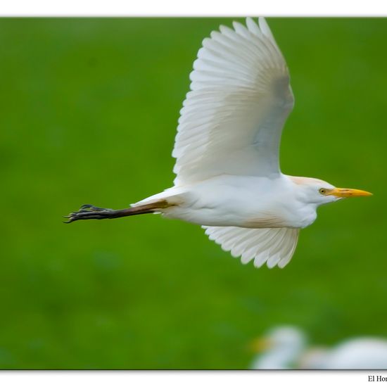 Kuhreiher: Tier im Habitat Felder in der NatureSpots App