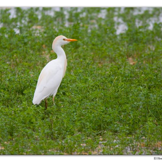 Western Cattle Egret: Animal in habitat Crop cultivation in the NatureSpots App