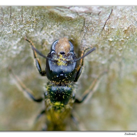 Chelostoma florisomne: Tier im Habitat Halb-natürliches Grasland in der NatureSpots App