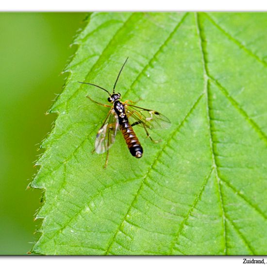 Tenthredopsis litterata: Animal in habitat Semi-natural grassland in the NatureSpots App