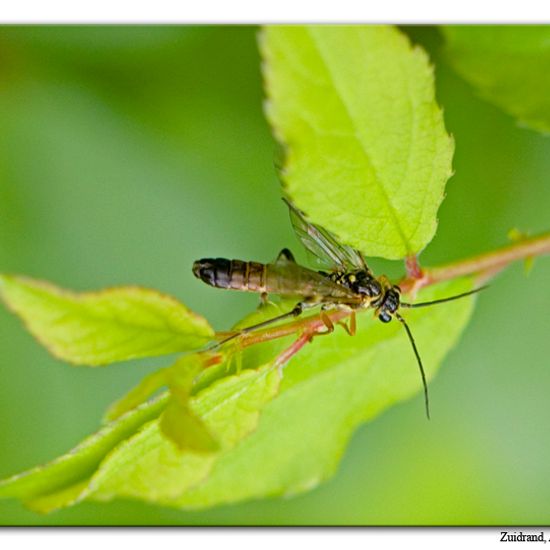 Tönnchenwegwespe: Tier im Habitat Halb-natürliches Grasland in der NatureSpots App