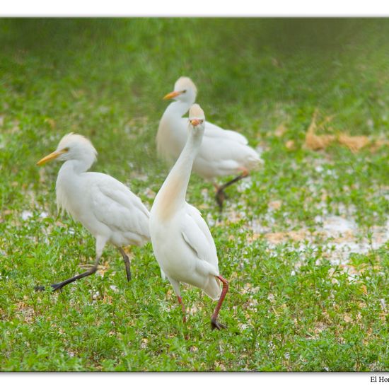 Kuhreiher: Tier im Habitat Felder in der NatureSpots App