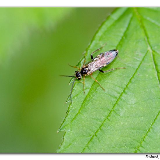 Tenthredopsis litterata: Animal in habitat Semi-natural grassland in the NatureSpots App