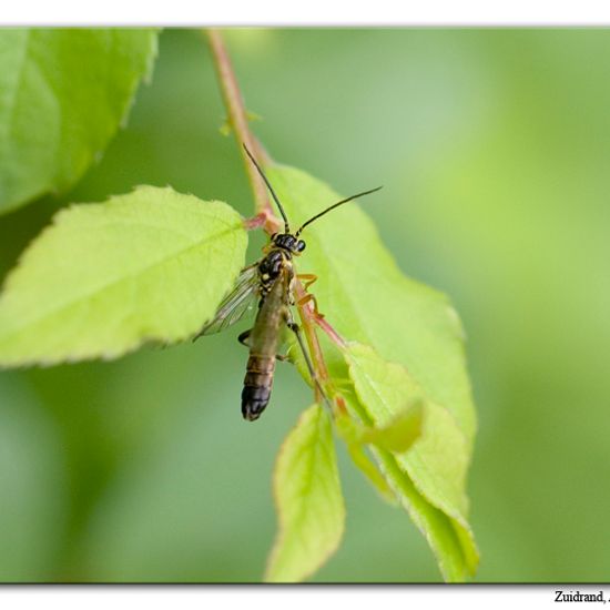 Tenthredopsis litterata: Animal in habitat Semi-natural grassland in the NatureSpots App