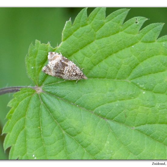 Celypha lacunana: Tier im Habitat Halb-natürliches Grasland in der NatureSpots App