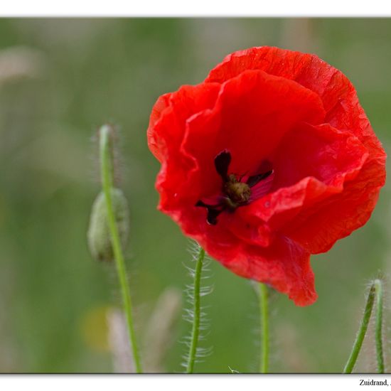 Türkischer Mohn: Pflanze im Habitat Hecke/Blumenbeet in der NatureSpots App