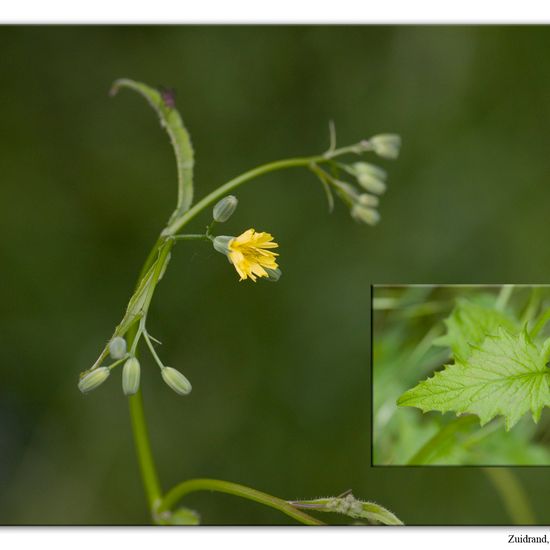 Lapsana communis: Plant in habitat Semi-natural grassland in the NatureSpots App