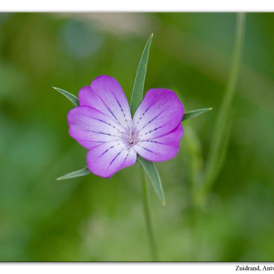 Kornrade: Pflanze im Habitat Hecke/Blumenbeet in der NatureSpots App