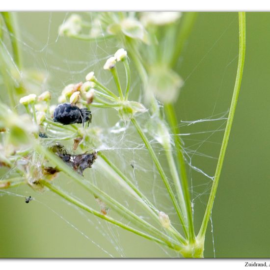 Brigittea latens: Animal in habitat Natural Meadow in the NatureSpots App