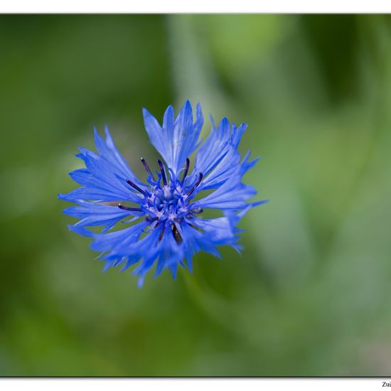 Kornblume: Pflanze im Habitat Hecke/Blumenbeet in der NatureSpots App