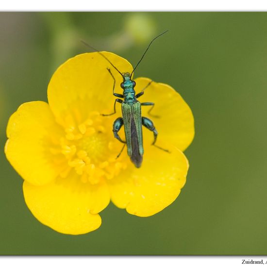 Grüner Scheinbockkäfer: Tier im Habitat Naturnahe Wiese in der NatureSpots App