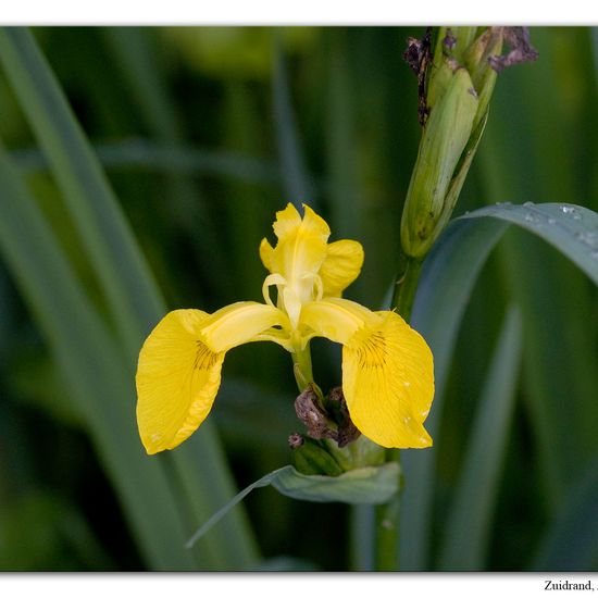 Rosa subsect. Rubigineae: Pflanze im Habitat Halb-natürliches Grasland in der NatureSpots App