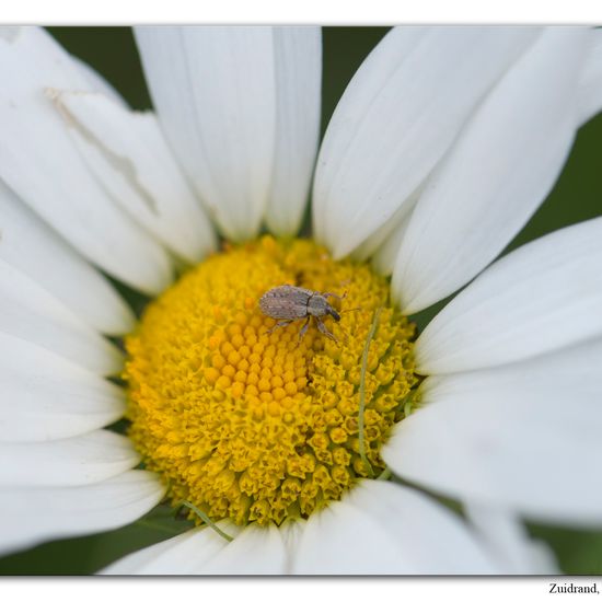 Hypera postica: Tier im Habitat Naturnahe Wiese in der NatureSpots App