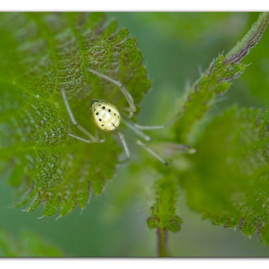 Enoplognatha ovata: Animal in habitat Natural Meadow in the NatureSpots App