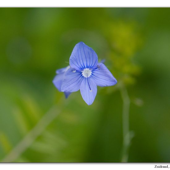 Österreichischer Ehrenpreis: Pflanze im Habitat Hecke/Blumenbeet in der NatureSpots App