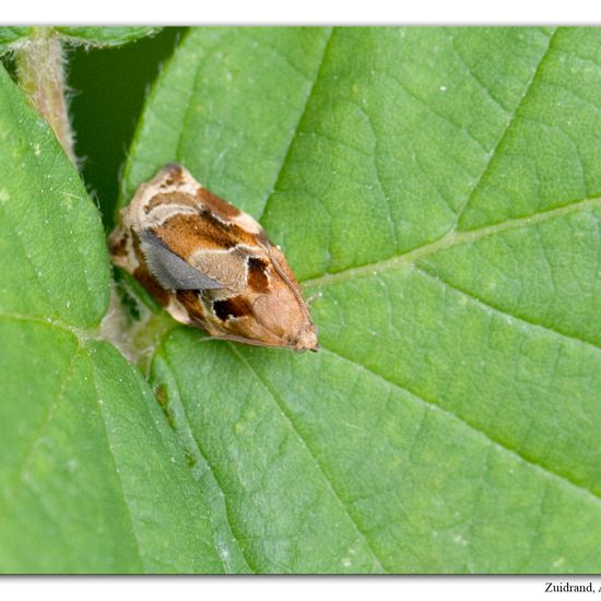 Archips xylosteana: Tier im Habitat Halb-natürliches Grasland in der NatureSpots App