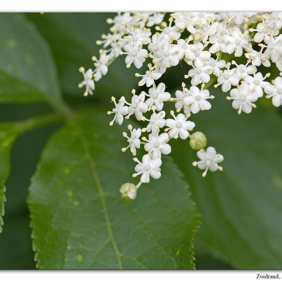 Sambucus nigra: Plant in habitat Semi-natural grassland in the NatureSpots App