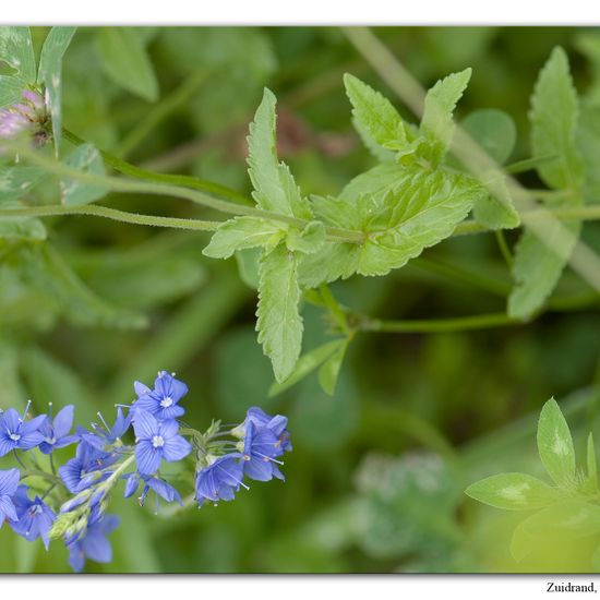 Österreichischer Ehrenpreis: Pflanze im Habitat Hecke/Blumenbeet in der NatureSpots App