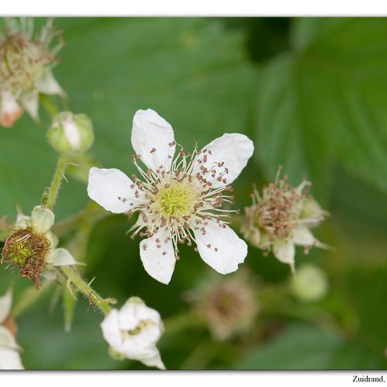 Eine unbekannte Art: Pflanze im Habitat Halb-natürliches Grasland in der NatureSpots App