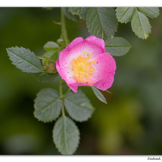 Rosa subsect. Rubigineae: Pflanze im Habitat Halb-natürliches Grasland in der NatureSpots App