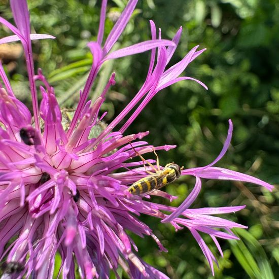 Sphaerophoria rueppelli: Tier im Habitat Grasland und Büsche in der NatureSpots App