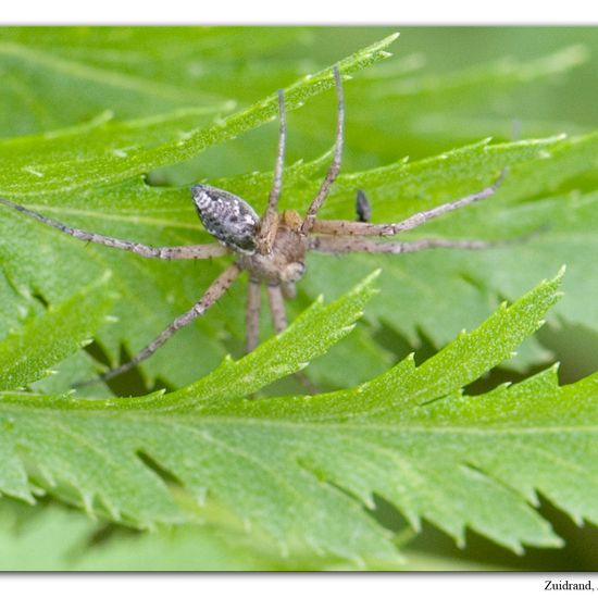 Philodromus aureolus: Animal in habitat Natural Meadow in the NatureSpots App