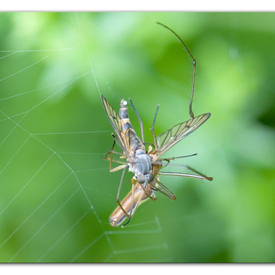 Eine unbekannte Art: Tier im Habitat Naturnahe Wiese in der NatureSpots App