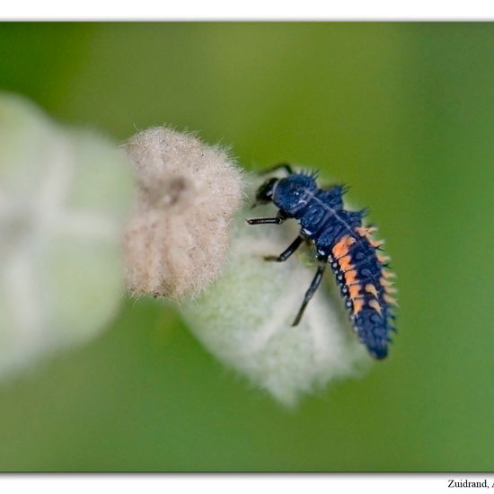 Harmonia axyridis: Animal in habitat Natural Meadow in the NatureSpots App