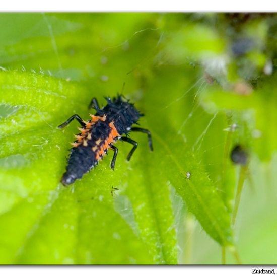 Harmonia axyridis: Animal in habitat Natural Meadow in the NatureSpots App