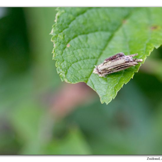 Kleiner Rauch-Sackträger: Tier im Habitat Halb-natürliches Grasland in der NatureSpots App