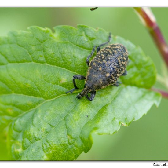 Larinus turbinatus: Animal in habitat Natural Meadow in the NatureSpots App