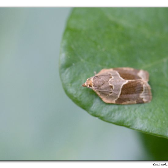 Clepsis dumicolana: Tier im Habitat Garten in der NatureSpots App