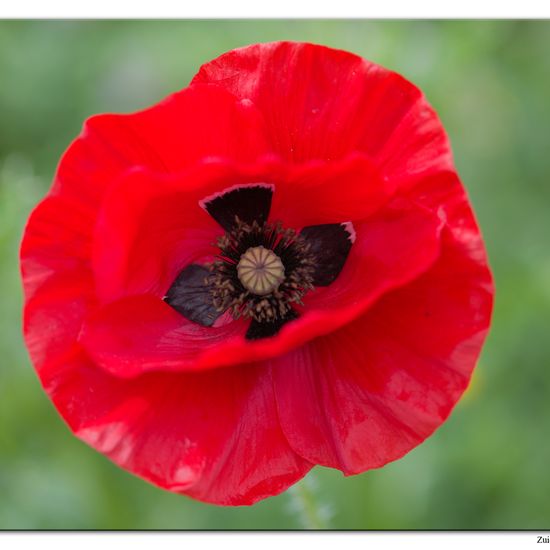 Türkischer Mohn: Pflanze im Habitat Hecke/Blumenbeet in der NatureSpots App