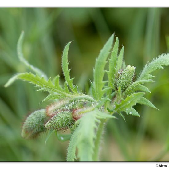 Türkischer Mohn: Pflanze im Habitat Hecke/Blumenbeet in der NatureSpots App