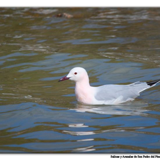 Slender-billed Gull: Animal in habitat Marine habitat in the NatureSpots App