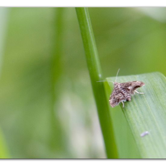 Anthophila fabriciana: Animal in habitat Semi-natural grassland in the NatureSpots App