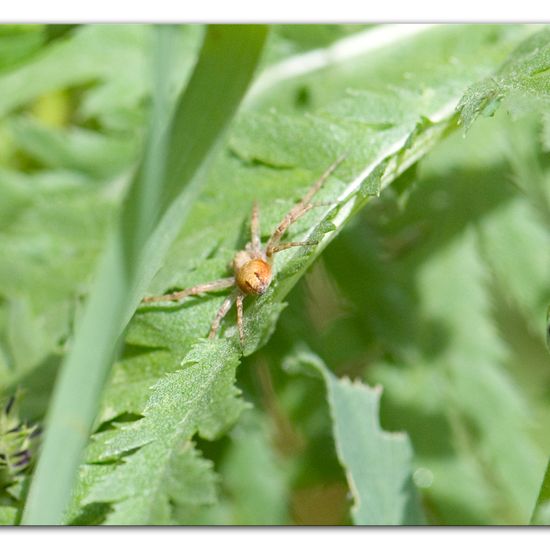 Eine unbekannte Art: Tier im Habitat Naturnahe Wiese in der NatureSpots App