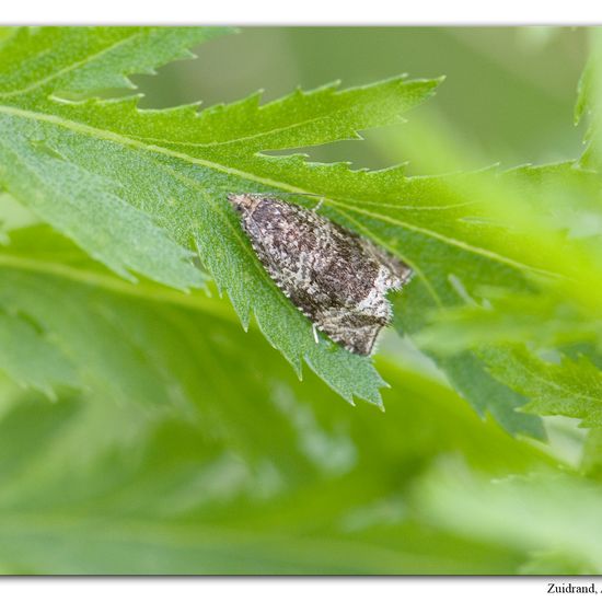 Celypha lacunana: Tier im Habitat Halb-natürliches Grasland in der NatureSpots App