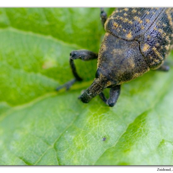 Larinus turbinatus: Animal in habitat Natural Meadow in the NatureSpots App