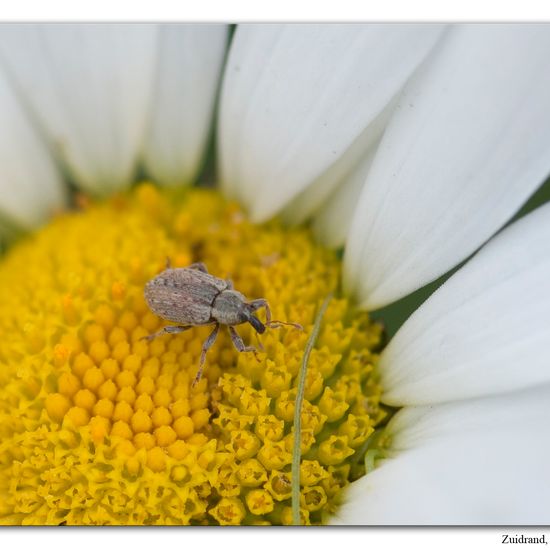 Hypera postica: Tier im Habitat Naturnahe Wiese in der NatureSpots App