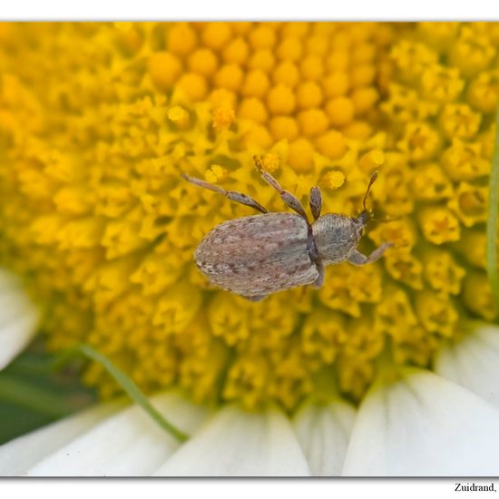 Hypera postica: Tier im Habitat Naturnahe Wiese in der NatureSpots App