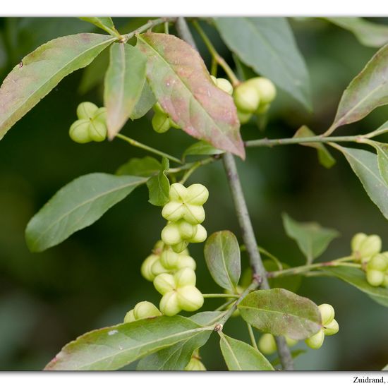 European spindle: Plant in habitat Semi-natural grassland in the NatureSpots App