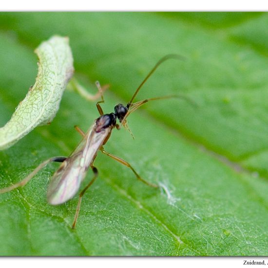 Brackwespen: Tier im Habitat Strasse/Verkehr in der NatureSpots App