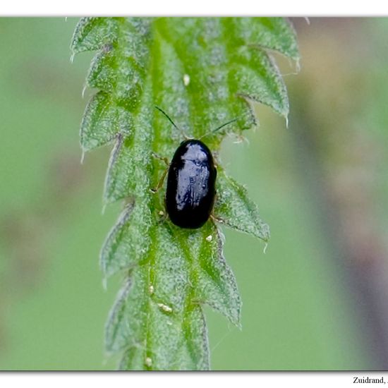 Cryptocephalus ocellatus: Tier im Habitat Strasse/Verkehr in der NatureSpots App