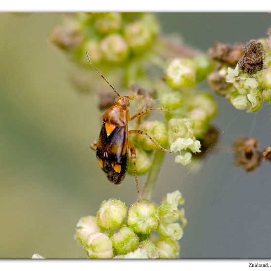 Liocoris tripustulatus: Animal in habitat Road or Transportation in the NatureSpots App